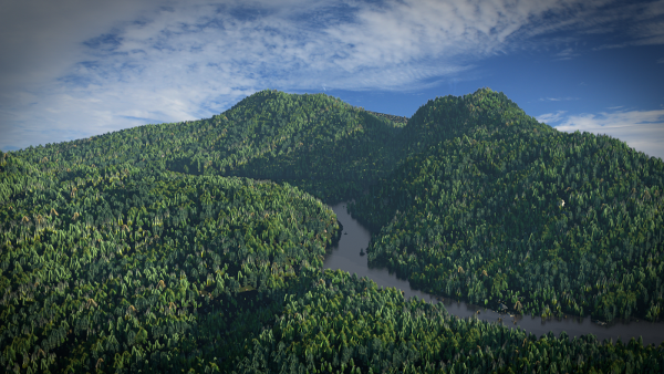 Aerial Forest Flyover