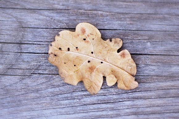 oak-turned-grey-silver