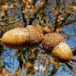 oak-wood-acorn