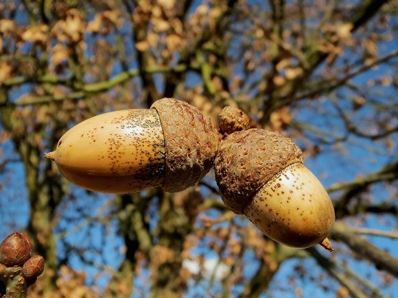 oak-wood-acorn