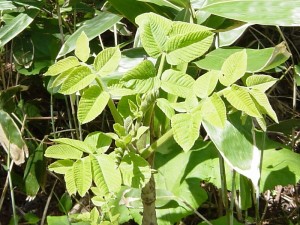Toxicodendron vernicifluum aka Chinese Lacquer Tree Leaves Toxicodendron-vernicifluum-aka-Chinese-Lacquer-Tree-Leaves