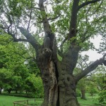 Old-oak-tree