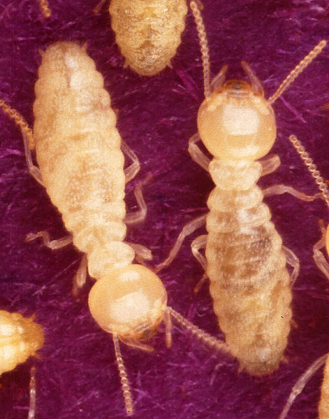 Formosan Termites