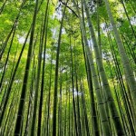 Bamboo-Forest-of-Sagano-Japan-travelthewholeworld-org