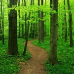 Green-Forest-frombulator-com