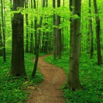 Green-Forest-th