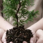 sustainable-woodland-kathmanduk2-wordpress