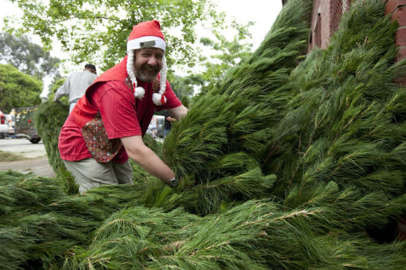 Buying Christmas Trees