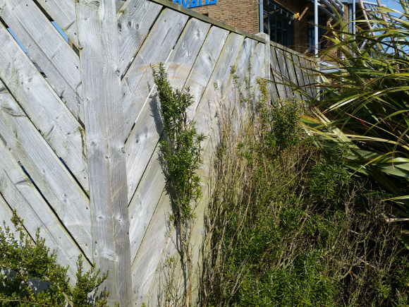 Mature Garden Next to Wooden Fencing