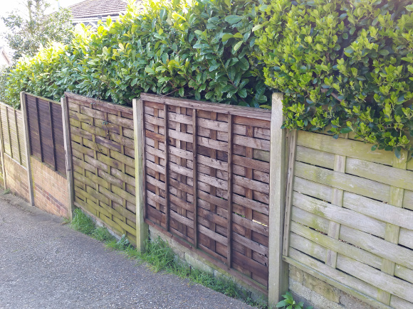 wooden-fencing-holding-back-hedges Wooden Fencing with Hedge