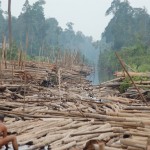 Illegal-forest-logging