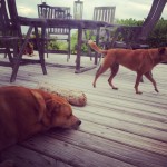 dogs-decking