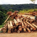 logging-th