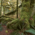 Ancient-forest