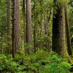 Old-forest-th