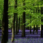 herts-bluebell-wood