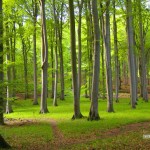 sherwood_forest