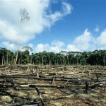 deforestation