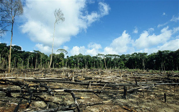 trees cut down per day