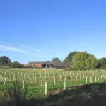 planting-trees