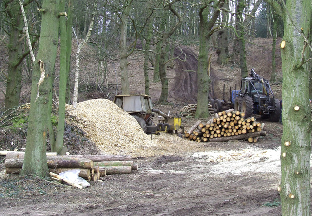 ancient-woodland-clearance