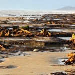 parts-of-Borth-Forest-uncovered-after-severe-storms