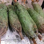 Christmas_tree_for_sale