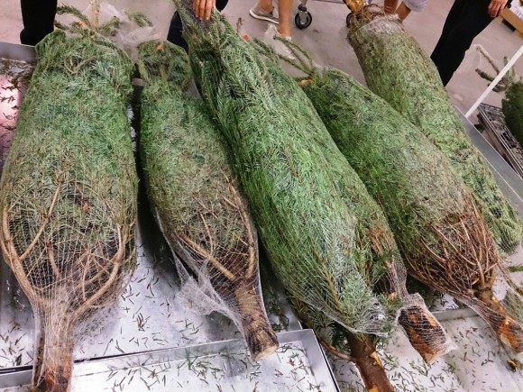 Picking the right Christmas Tree