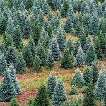 Locally sourced Christmas trees