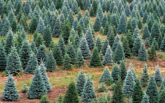 Finding locally sourced Christmas Trees.