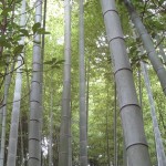 bamboo-forest