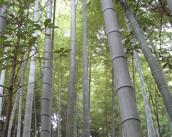 bamboo-forest