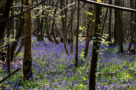 bluebells-in-woodland