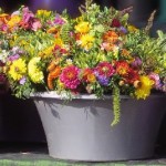 painted-plant-pots