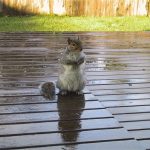 decking-oil-or-stain-which-is-best