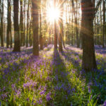 bluebells
