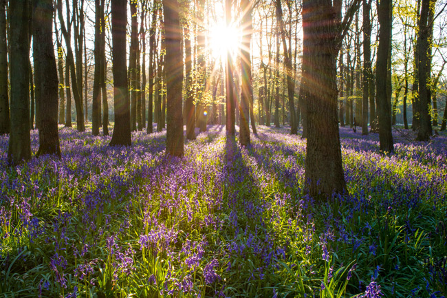 Carpet of bluebells in unspoilt woodland English woodland and bluebells