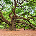 oak-tree