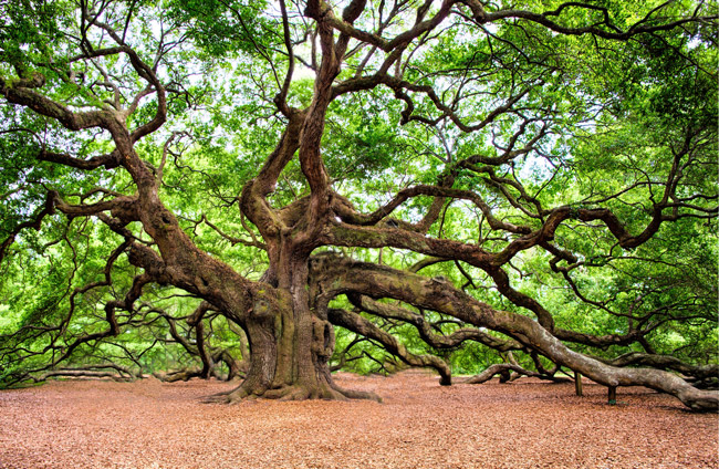 An Ancient English Oak Tree English oak tree