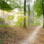 woodland-trees