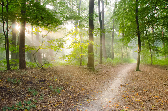 Unspoilt woodland path with sunbeams streaming through English woodland