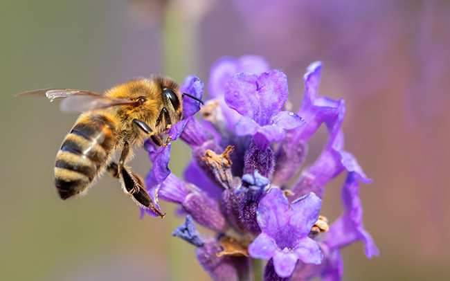 bees play a vital role in the life cycle of many plants.