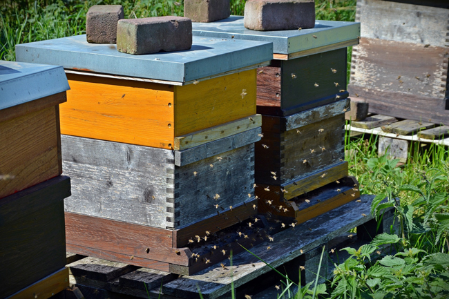 painted bee hives