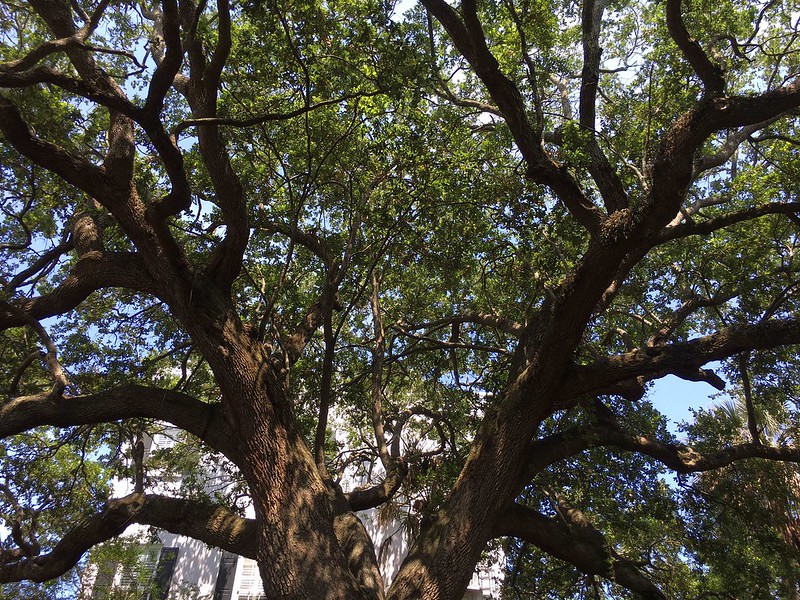 LOOKINGER OAK