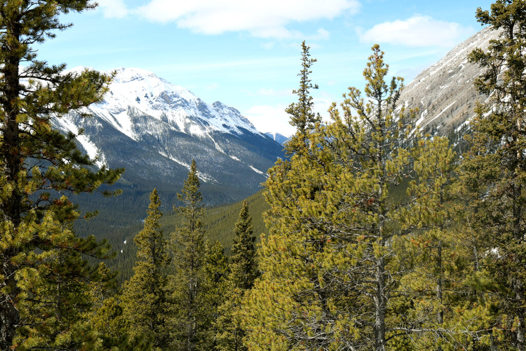 pine-trees-Canada
