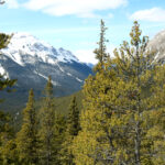 forest-