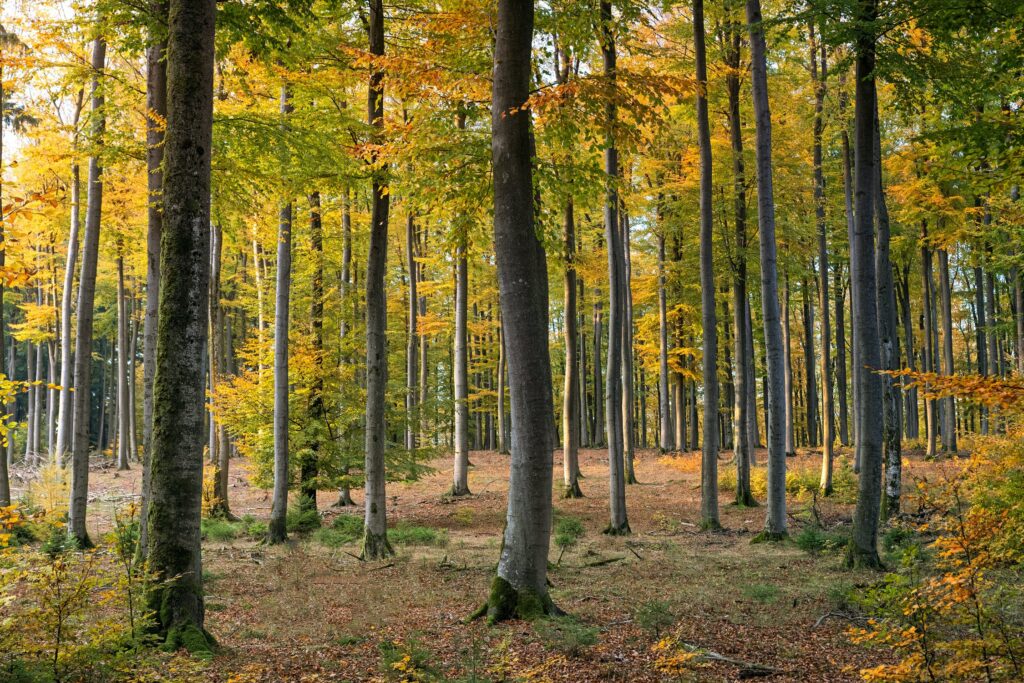 Autumn-foliage