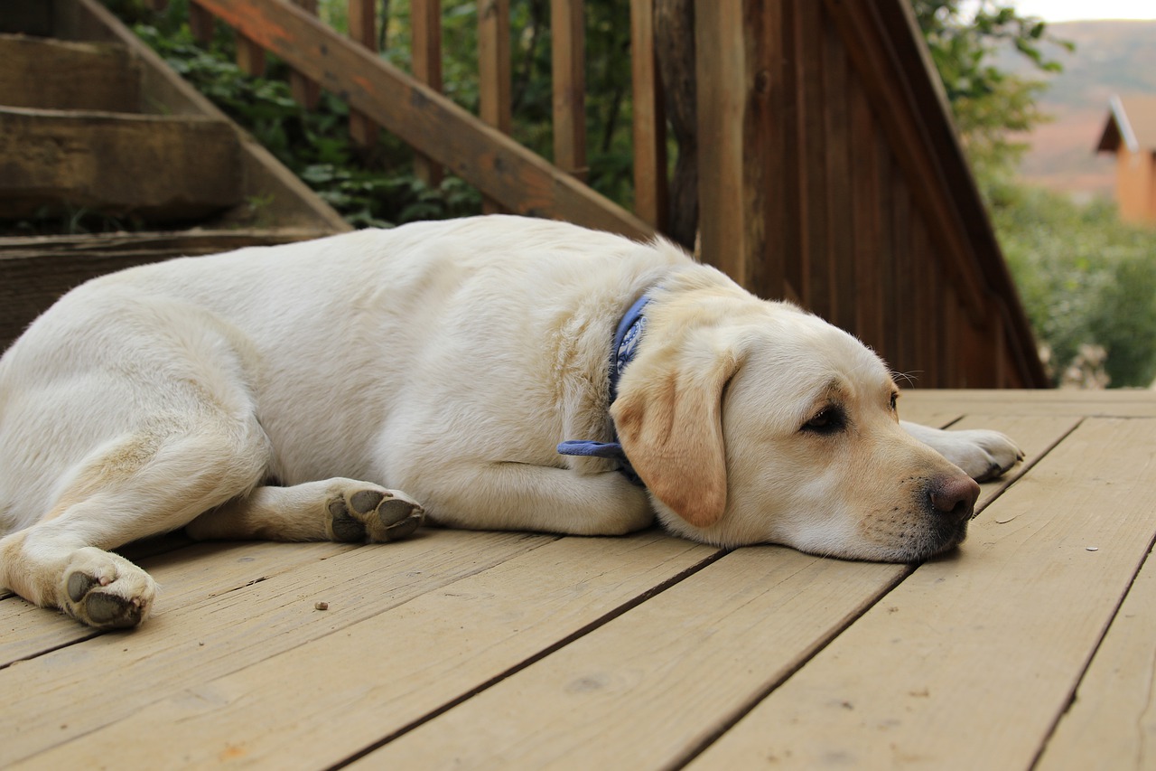 dog-decking