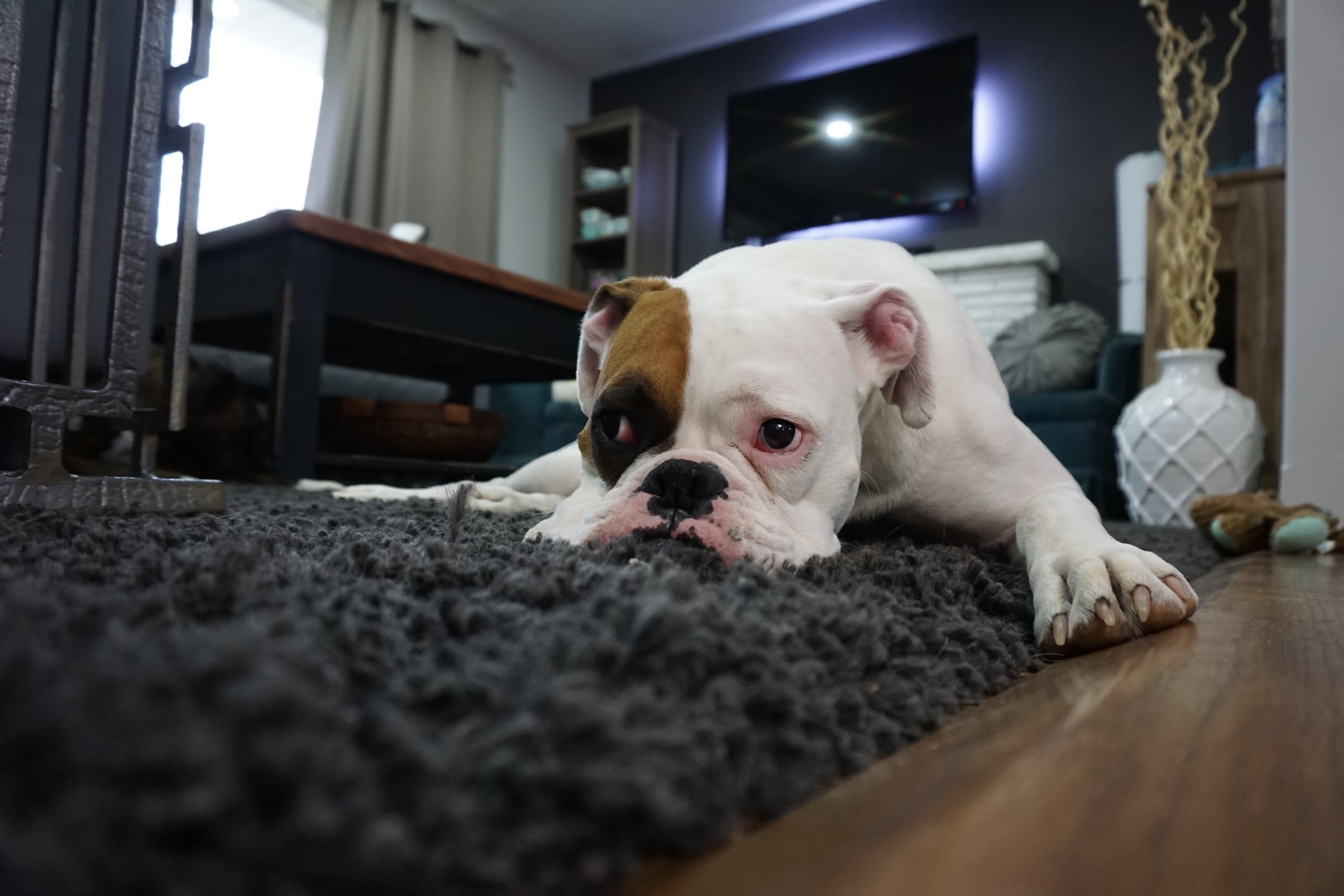 bulldog-wooden-floor