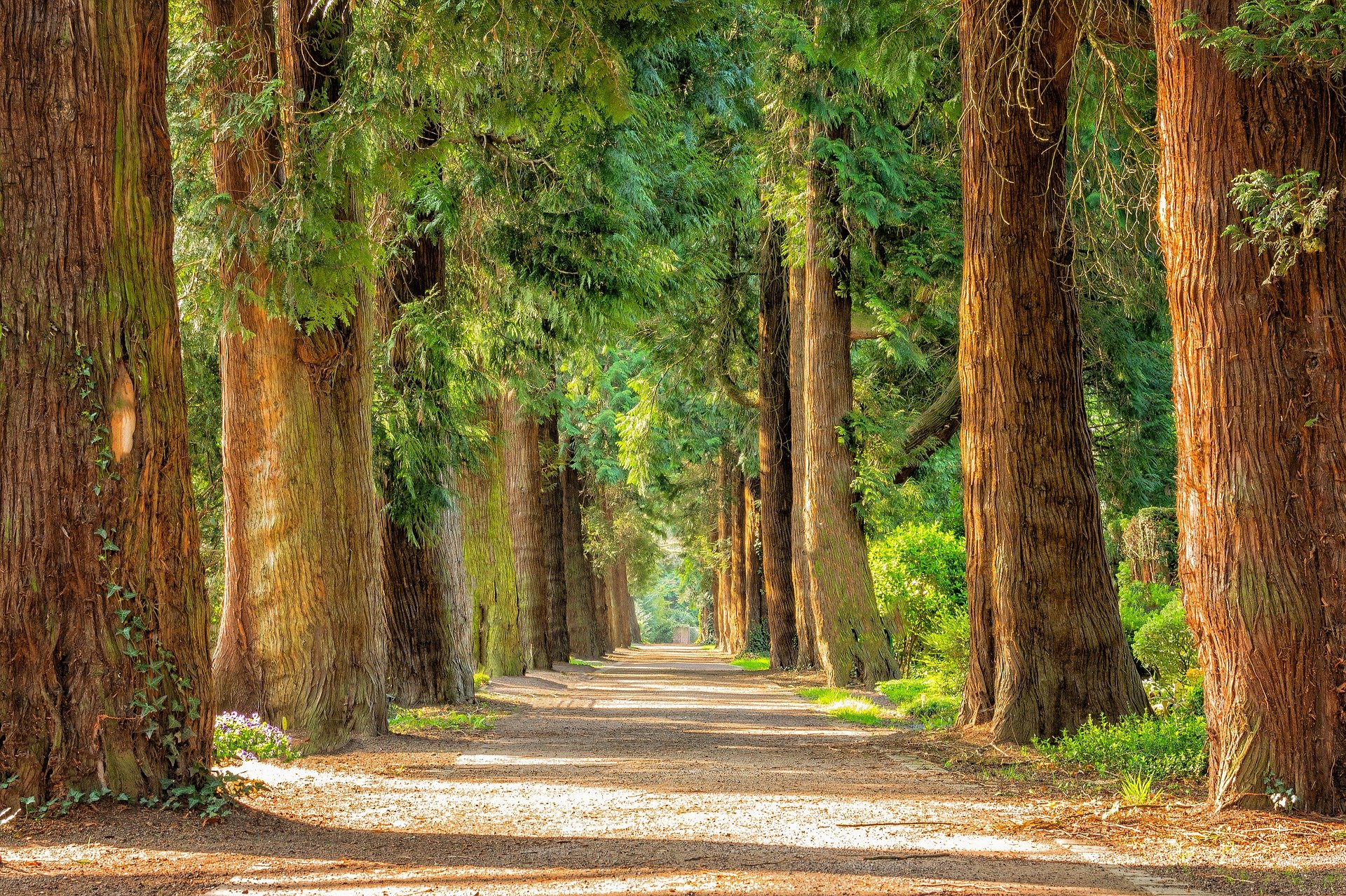 trees-forest-sustainability